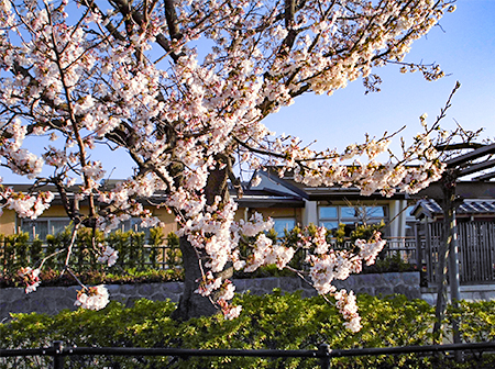 施設から見られる桜