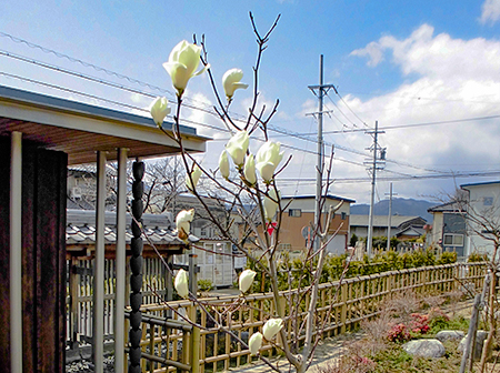 施設内に咲く花